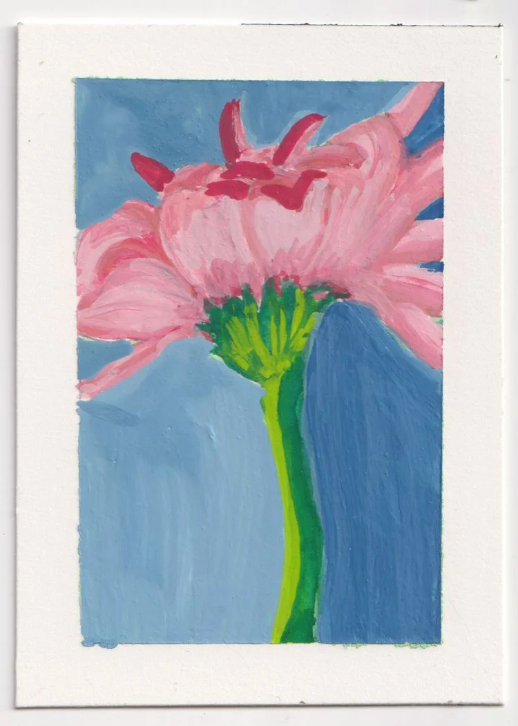 Gerbera Daisy 1