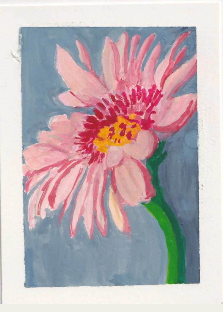 Gerbera Daisy 2