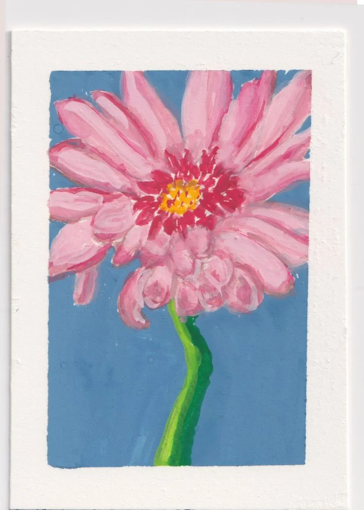 Gerbera Daisy 3