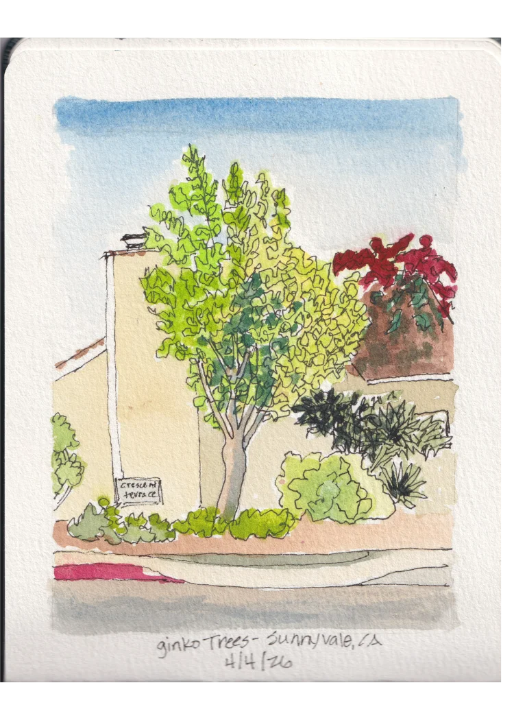 Ginko Trees — pen and ink with watercolor sketch of ginko trees on Crescent Terrace in Sunnyvale, CA