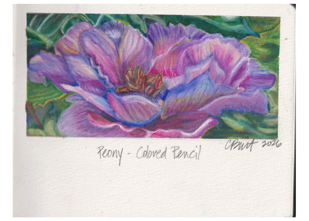 Peony — colored pencil drawing of a purple-pink peony on green foliage